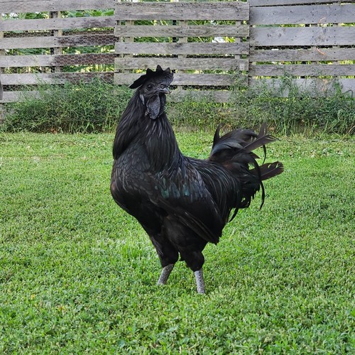 Purebred ayam cemani - ayam,