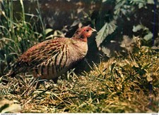 Animals - Birds - Red Partridge - Rode Patrijs - CPM - See Double-Sided Scans