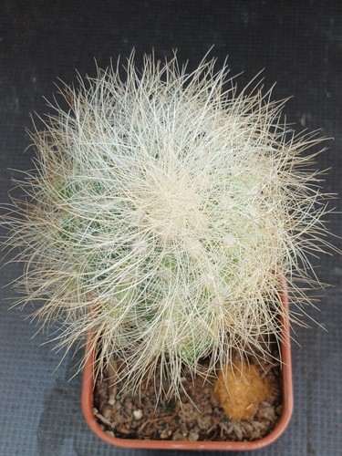 Copiapoa denegrii cactus - copiapoa,