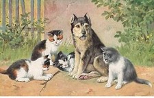 Animaux - Chats - Des chats jouant autour d'un chien