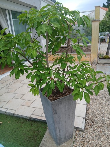 Ficus superba var japonica - var,