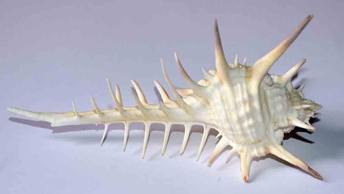 Coquillages murex trbulus - coquillages,
