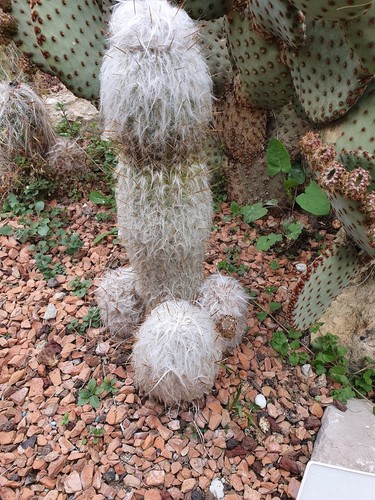 Cactus cierge oreocereus - cierge,