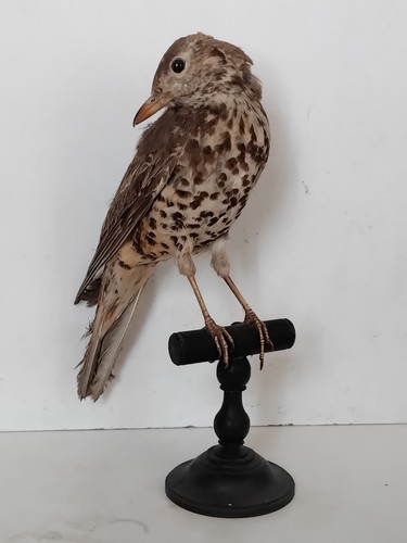 Oiseau naturalisé taxidermie