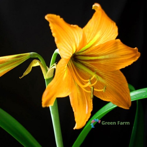 Bulb amaryllis yellow - amaryllis,