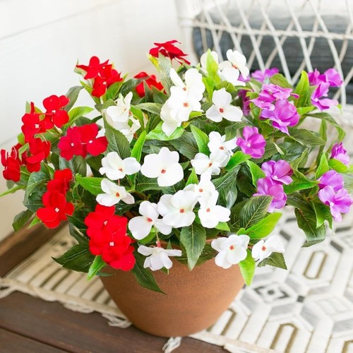 Bouquet fleurs impatiens en - de,