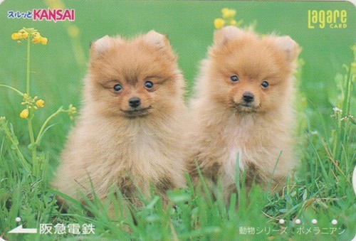 Carte japon animal chien - japon,