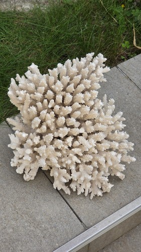 Gros corail blanc ancien - gros,