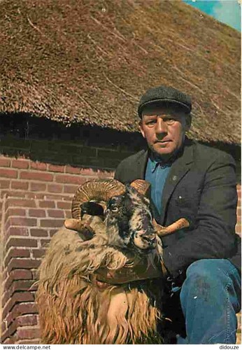 Carte postale animaux - carte,