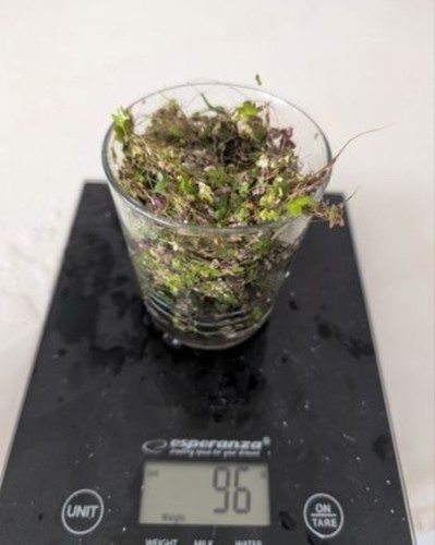 Plante aquarium eau douce - aquarium,