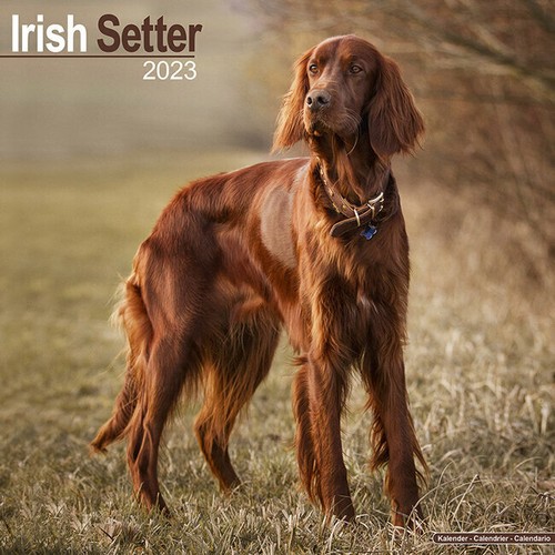 Calendrier 2023 setter - calendrier,
