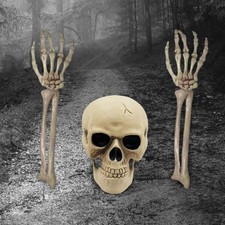 Crâne Humain Anatomie Modèle