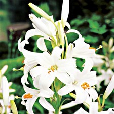 Lys Bulbes à fleurs Bulbes