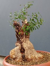 Bonsaï olivier 38 x 24 cm en