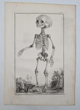 Squelette d'enfant - Anatomie