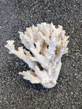 Gros corail coraux blanc