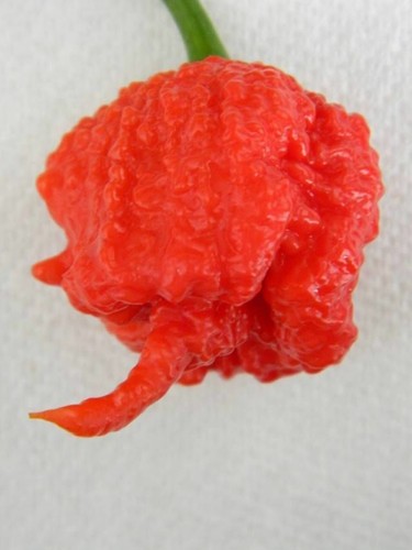 Graines piment carolina - piment,