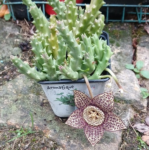 Stapelia variegata succulente - variegata,