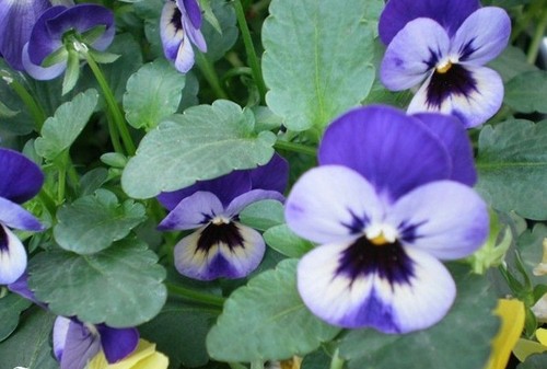 Violette cornue blanc - ♫,