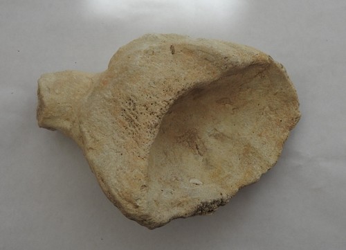 éponge fossile silicifiée - , du