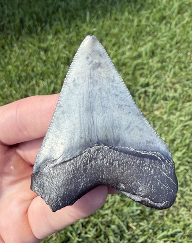 Natural megalodon - natural,