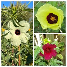 PACK DE VARIÉTÉS KENAF COLORÉES 30+ graines - Hibiscus cannabinus V 197