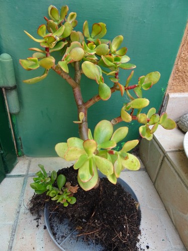 Arbuste plante intérieur - =plante, d'intérieur