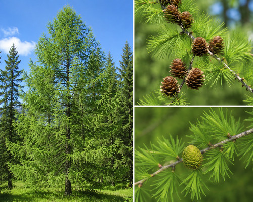 Larix gmelinii var - larix,