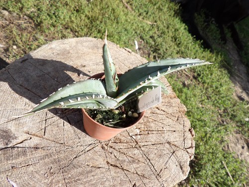 Agave quiotpecensis pot5cm - quiotpecensis,
