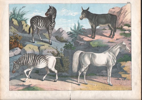 1886 belle lithographie - belle,