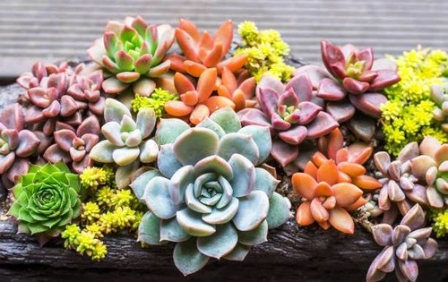 Mega mix xl jardin - 🌿,