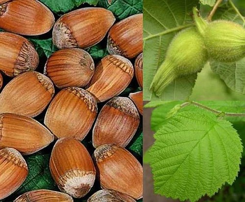 Noisetier gros fruits - a,