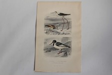 Gravure BUFFON Échasse Tourne-pierre Huîtrier Oiseaux XIXe siècle (65579)