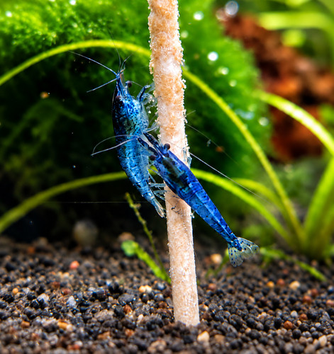 Neocaridina blue dream - blue,