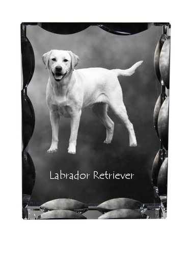 Labrador retriever cristal - labrador,