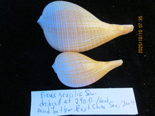 Ficus gracilis set of two 58-82 mm exceptional small specimens! COLLECTION