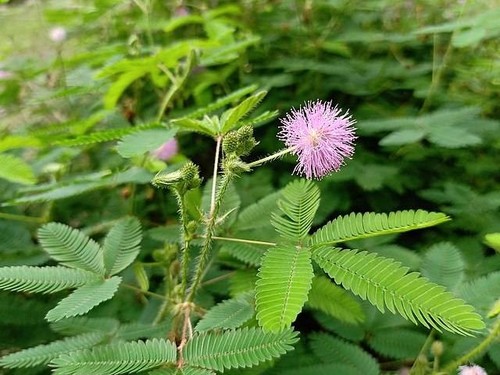 Lot graines de mimosa - de,