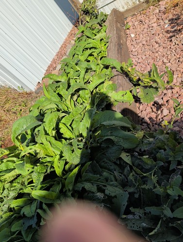 Russian comfrey plant root - russian,