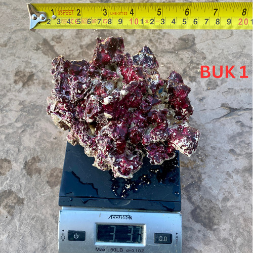 Super rare live rocks - rocks,