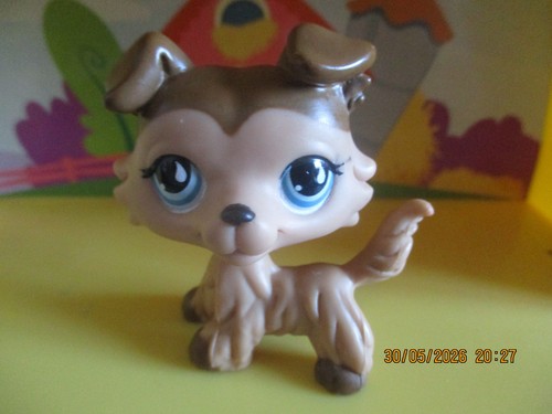 Petshop chien colley - chien, #893