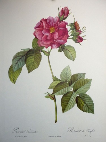 Re009 redouté rose gravure - redouté,