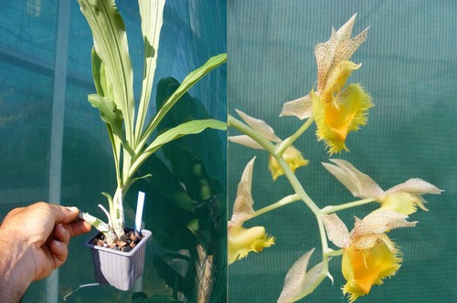 Catasetum fimbriatum