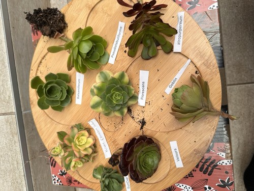 Aeonium collection lot de 8 - lot,