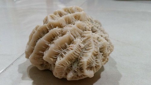 Coral fossil aquarium - coral,