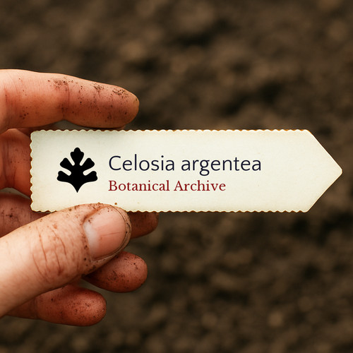 Celosia argentea plumed - celosia, |