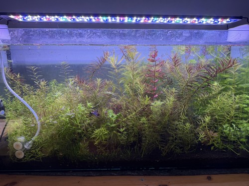 Promo lot 30plantes - 30plantes, aquarium