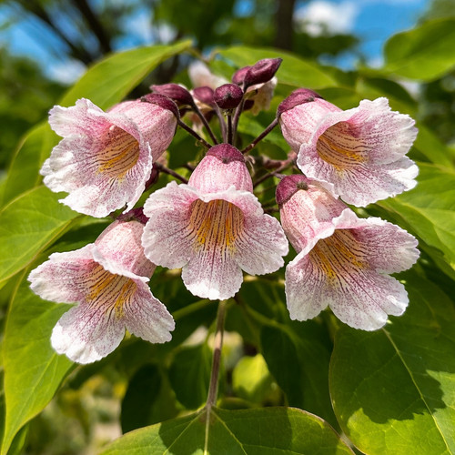 Catalpa fargesii de - catalpa,