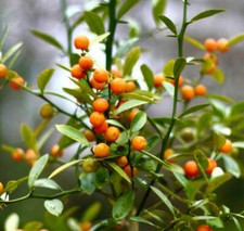 Fortunella hindsii (syn