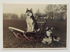Siberian Husky Dog Team Vintage Postcard 1991 Firefly Flashcards 1990 Callea