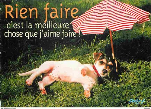 Carte postale animaux - postale,